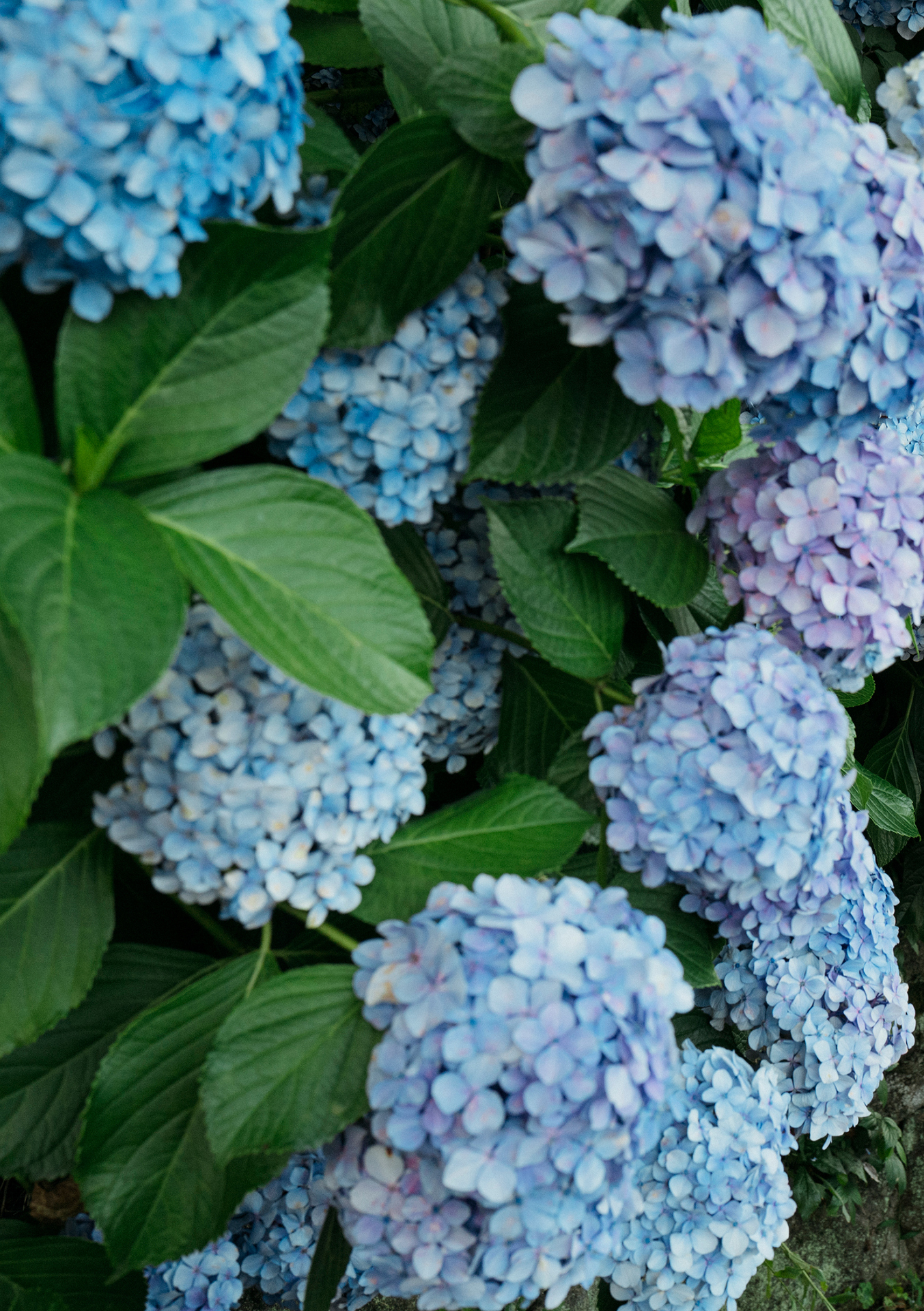 七沢みあ デジタル写真集 とられち