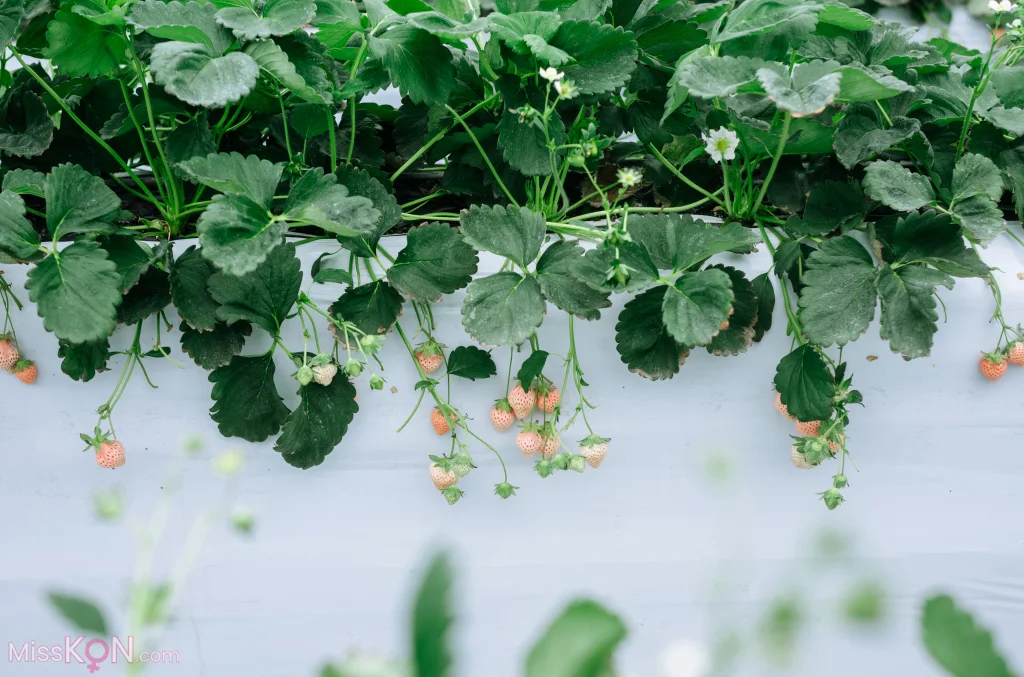 Coser@Ely_eee (ElyEE子)_ Strawberry Picking Date