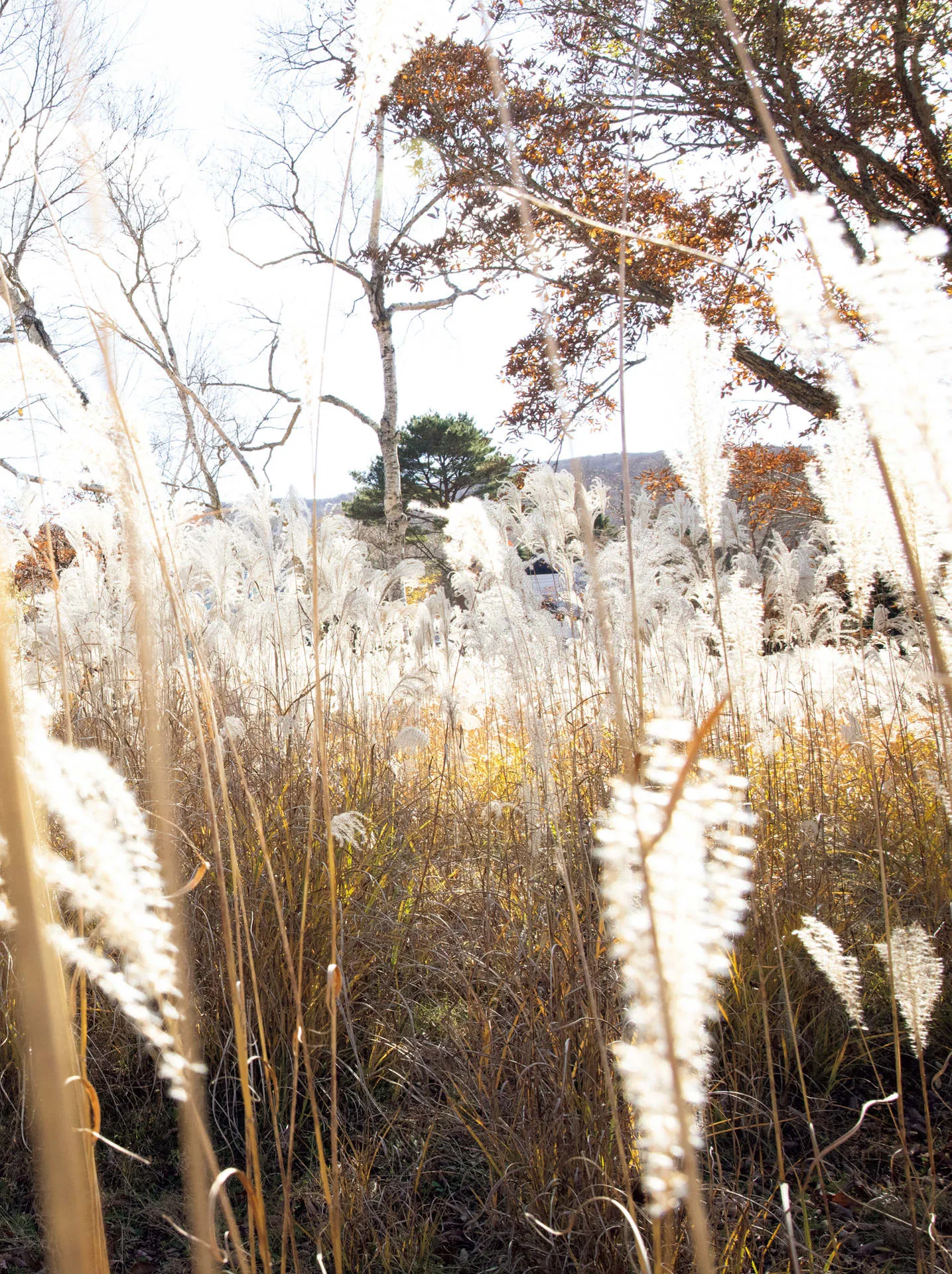 [Photobook] 街山みほ【Scarlet】