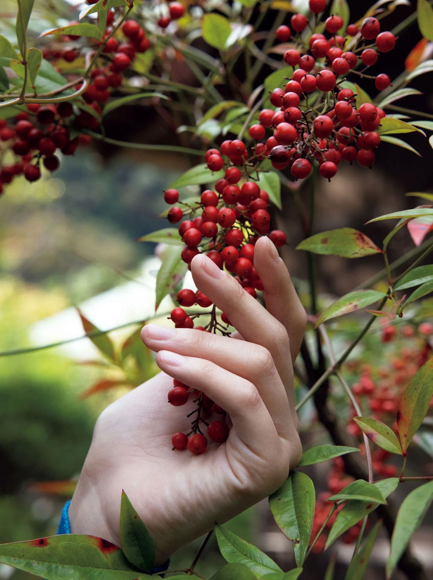 [Photobook] 街山みほ【Scarlet】