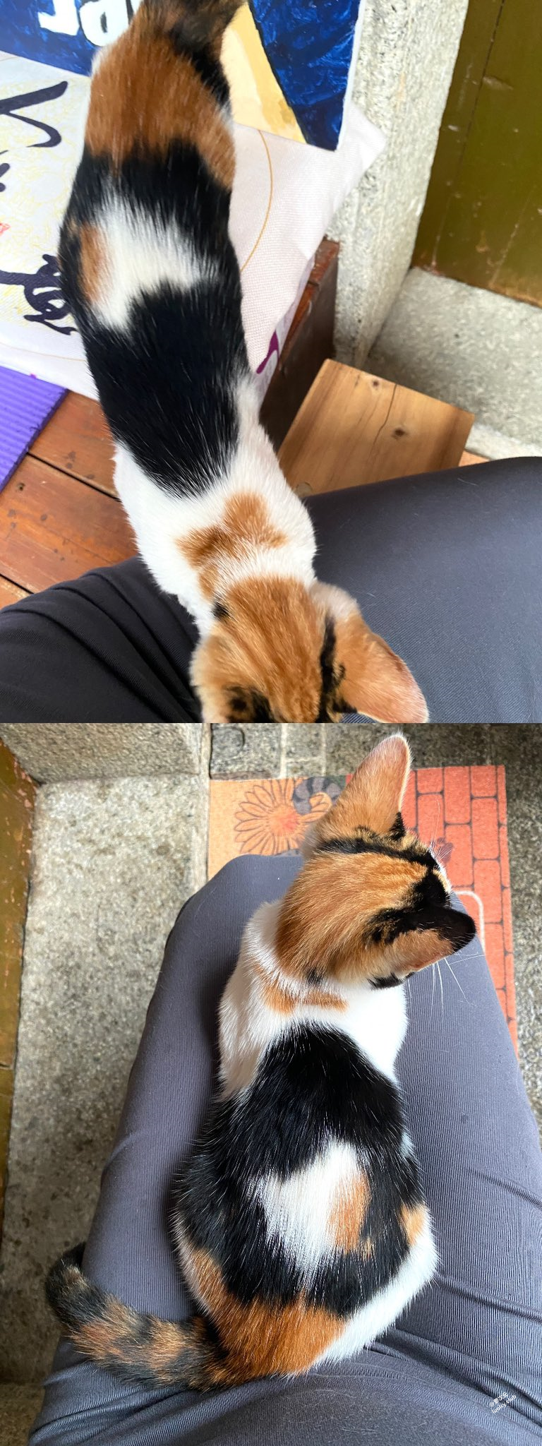 青春无敌，粉嫩堪比硅胶娃娃，推特福利姬【土豆喵】付费私拍，抖音风动感裸舞，户外露出