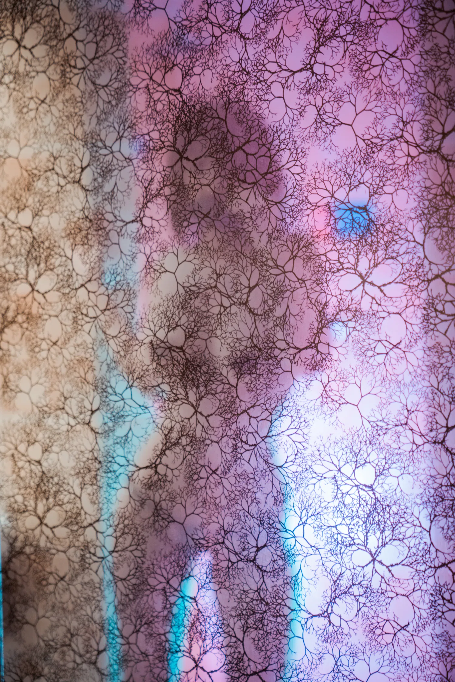 [Cosplay] 星澜是澜澜叫澜妹呀 浴室胶带2