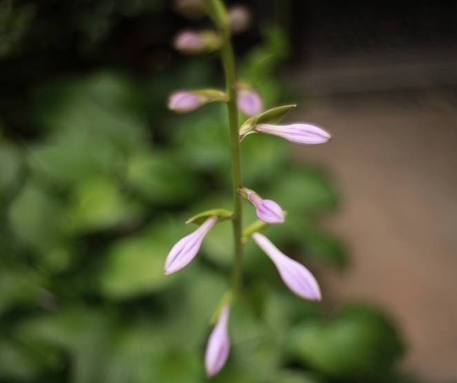 鈴木真夕 わかめ多目なHカップヌード画像！