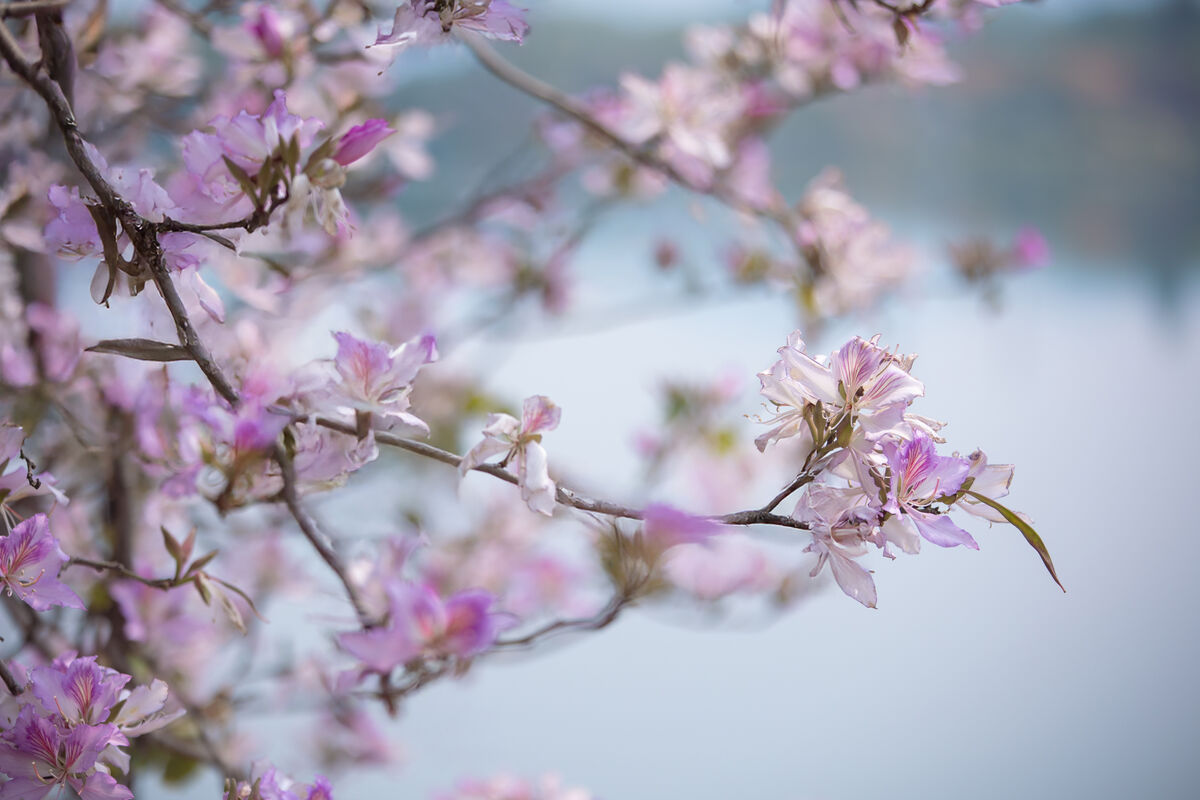 YiTuYu艺图语 Vol.8918 Jiu Shi Jiao Mei Nan A