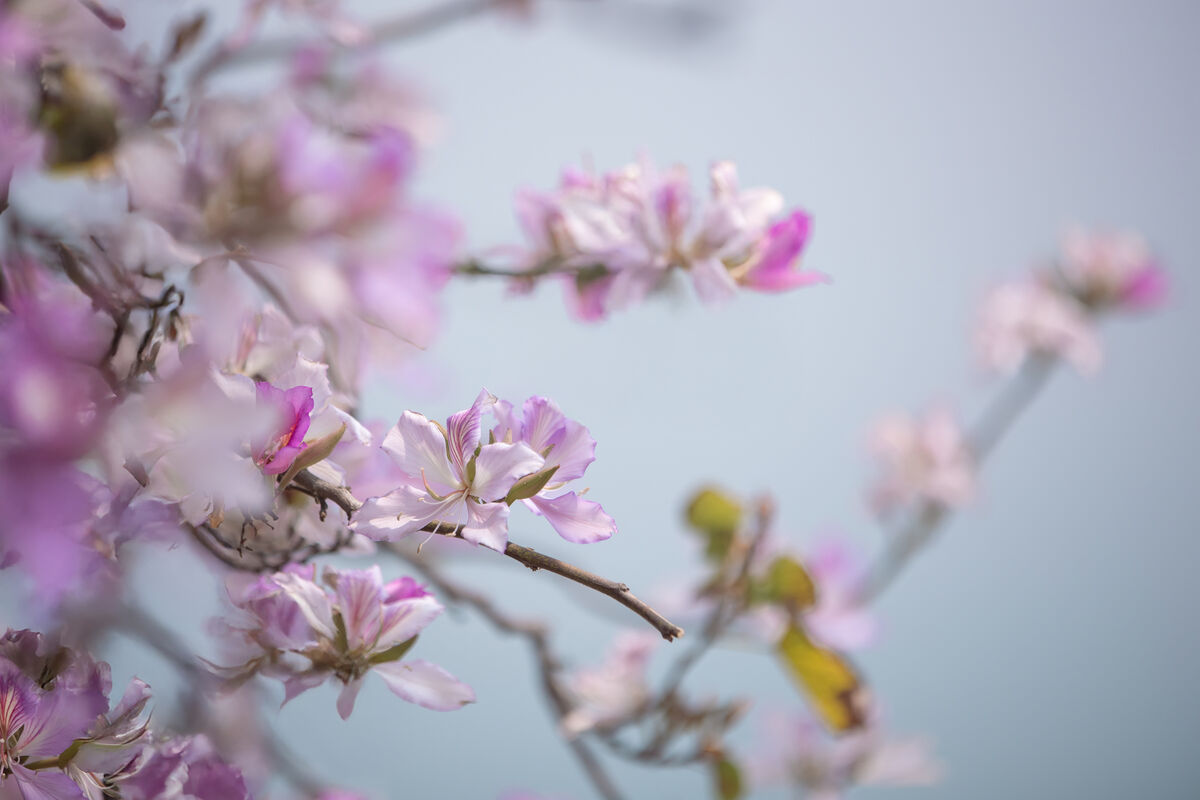 YiTuYu艺图语 Vol.8918 Jiu Shi Jiao Mei Nan A