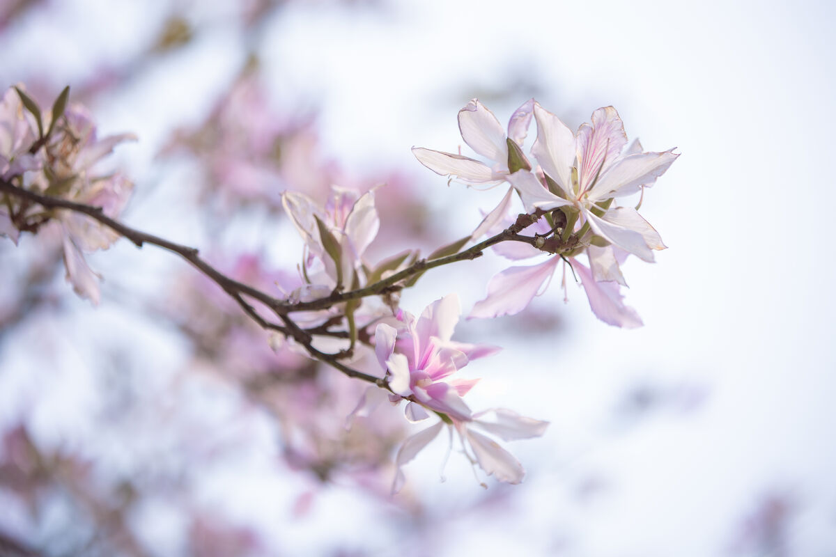 YiTuYu艺图语 Vol.8918 Jiu Shi Jiao Mei Nan A