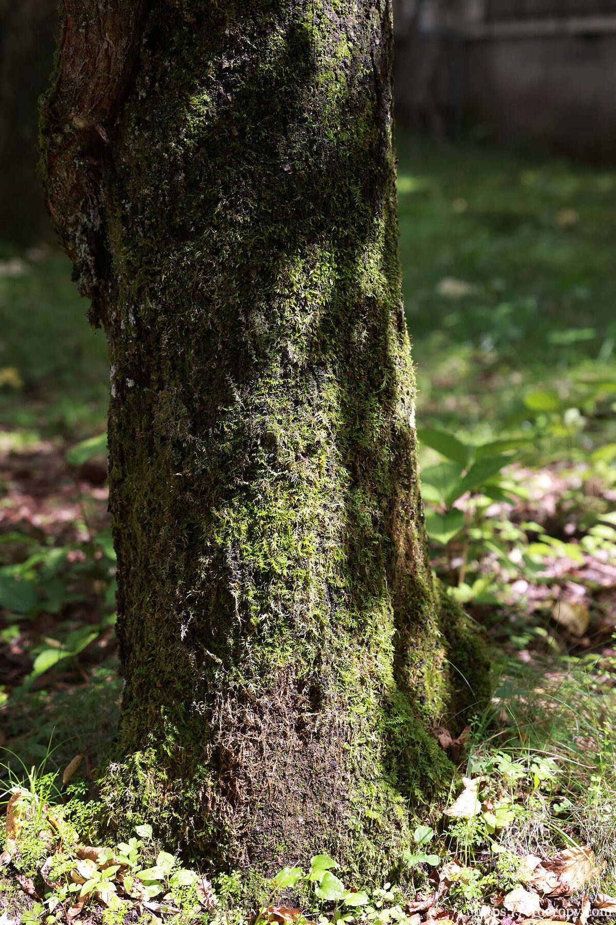 Hikaru Nagi 凪ひかる - 週刊ポストデジタル写真集 美乳絶佳