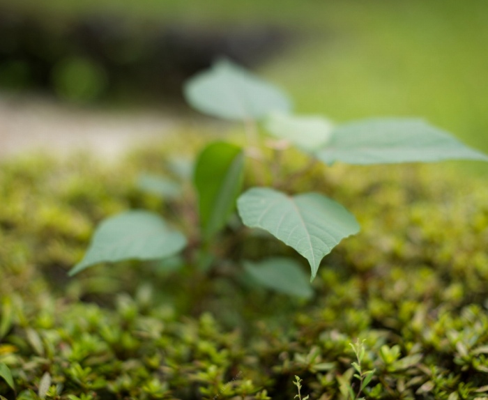 妃ひかり 国宝級Fカップおっぱいのヌード画像！