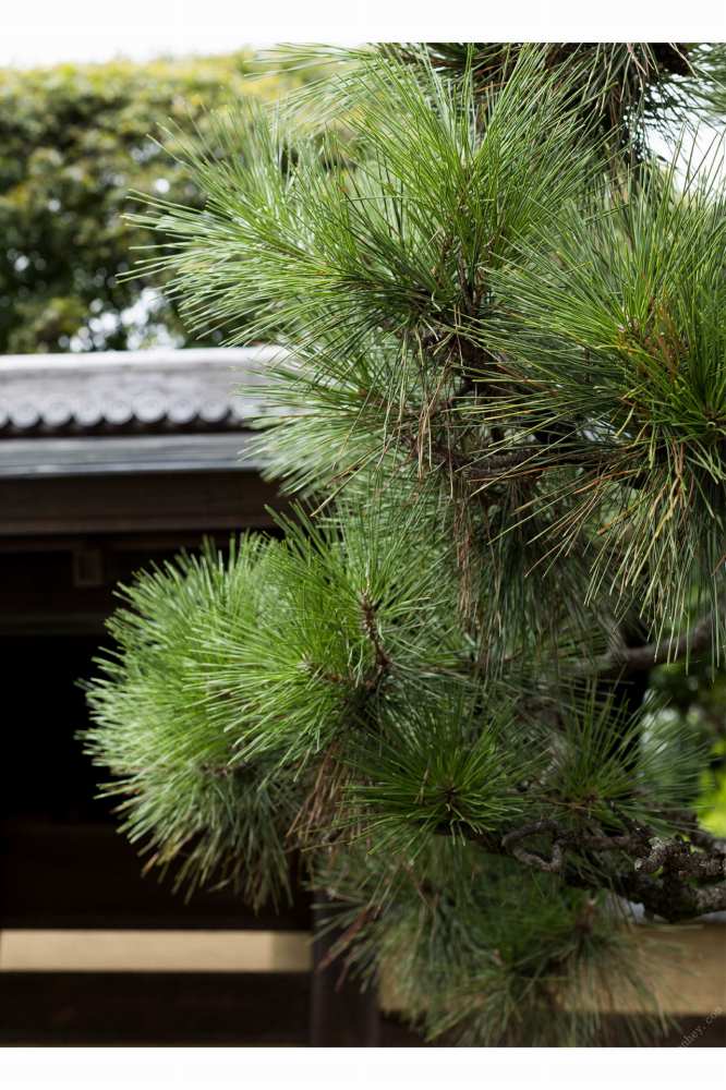 妃ひかり 国宝級Fカップおっぱいのヌード画像！