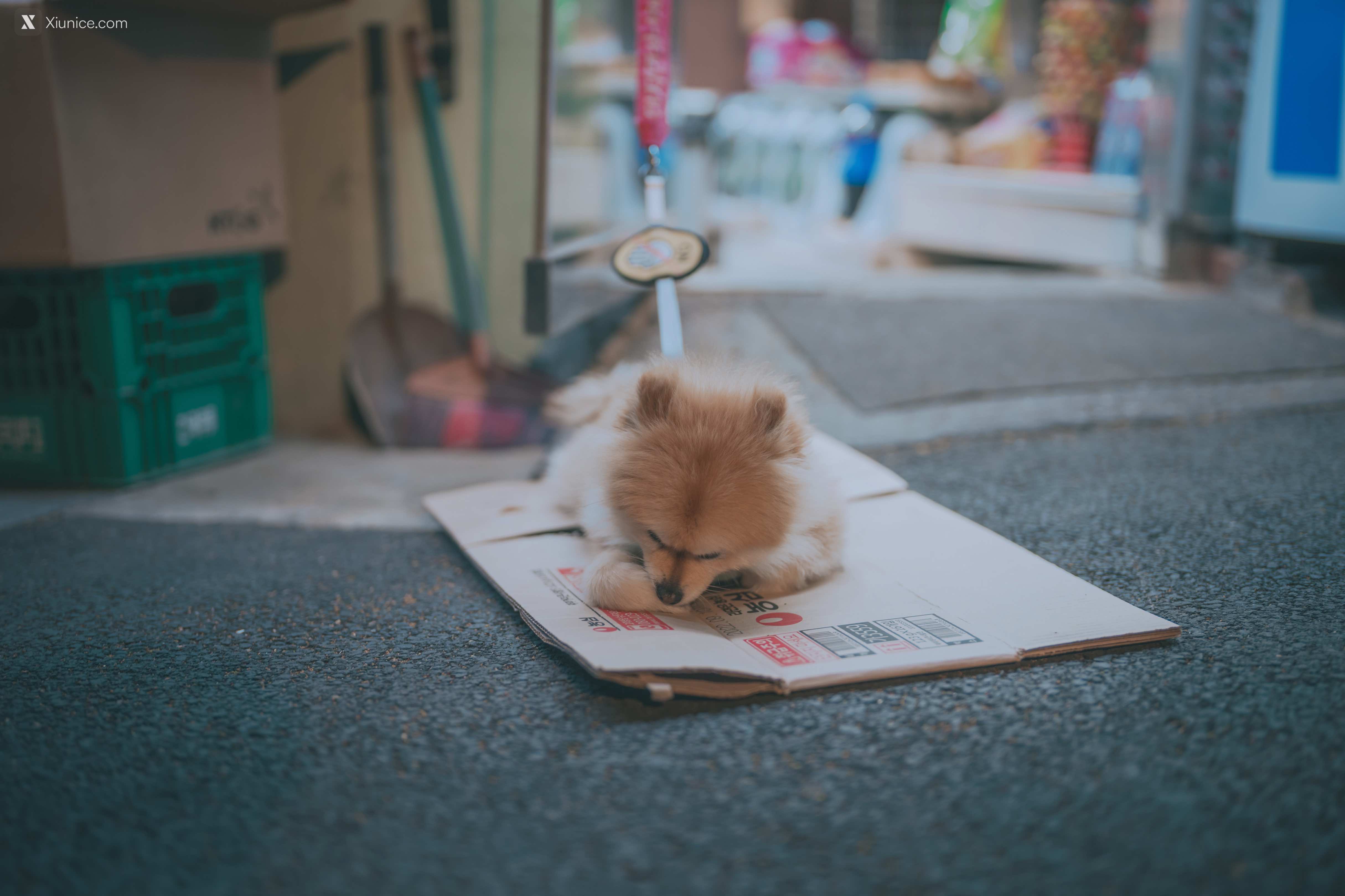 DJAWA Photo – Mimmi (밈미) – Your Panties 4K