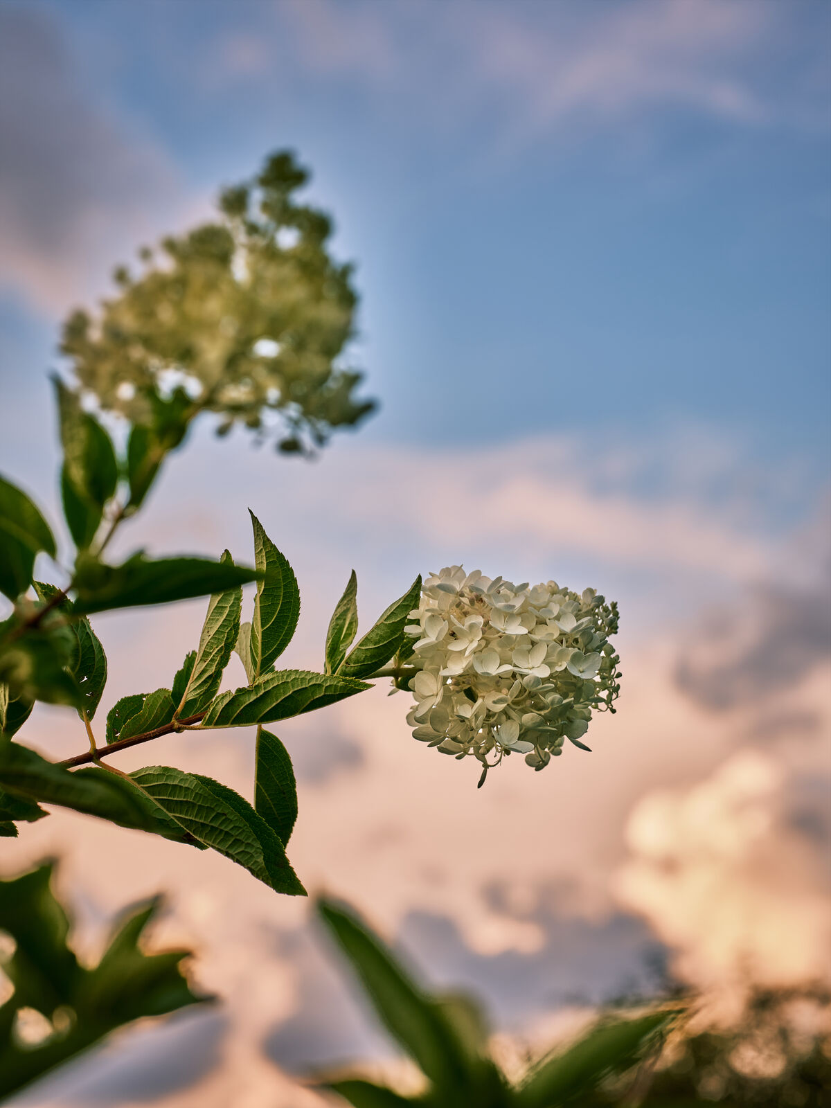 YiTuYu艺图语 Vol.10033 Zha Yang Yu