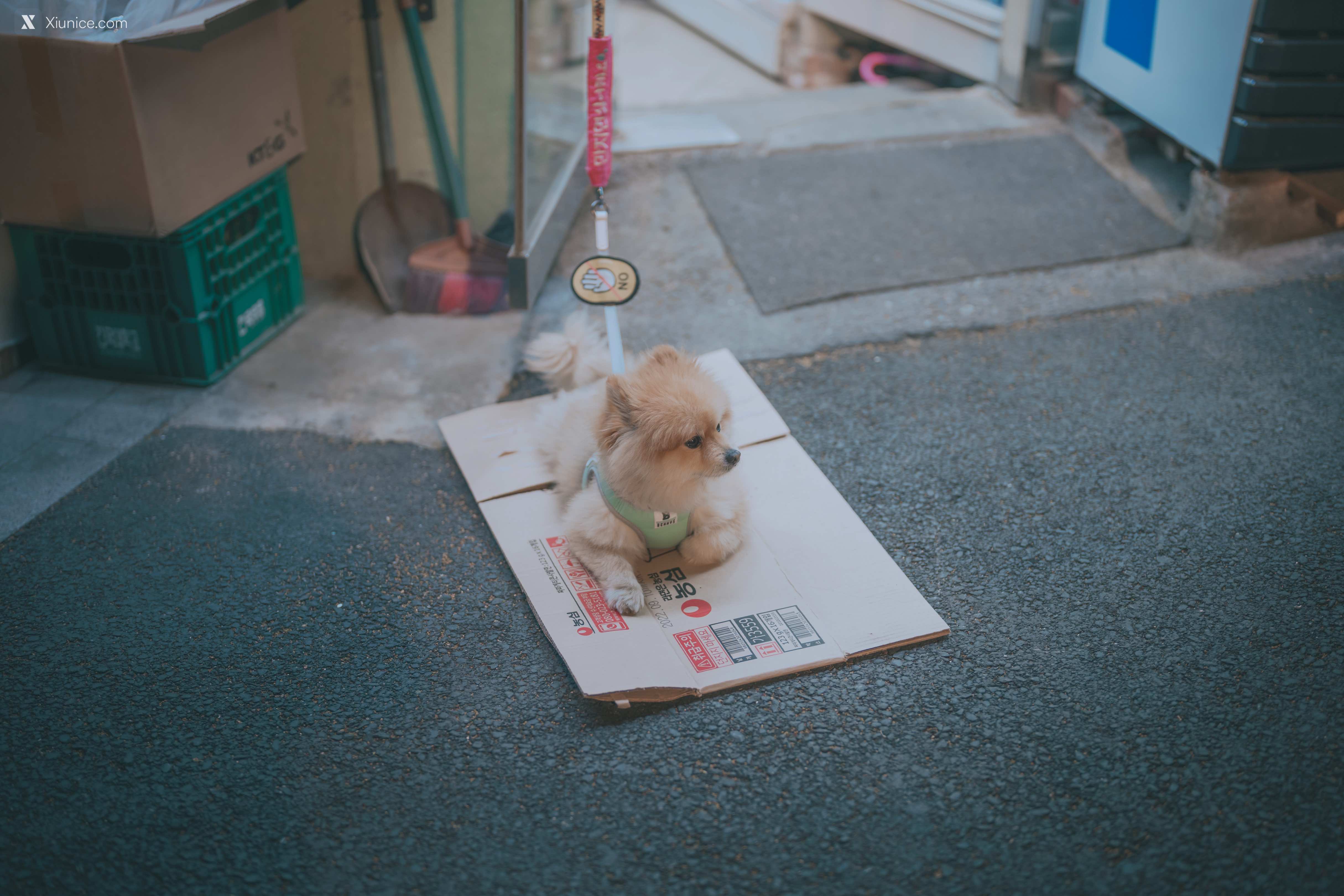 DJAWA Photo – Mimmi (밈미) – Your Panties 4K