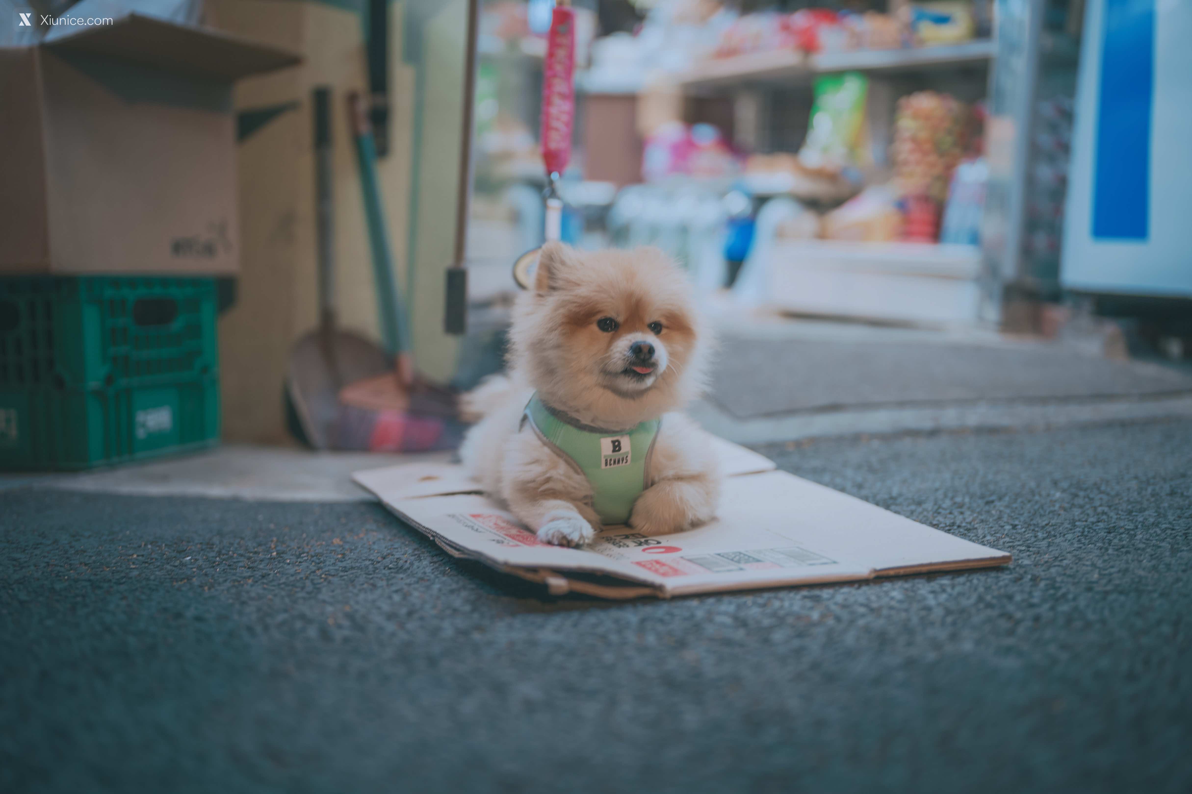 DJAWA Photo – Mimmi (밈미) – Your Panties 4K