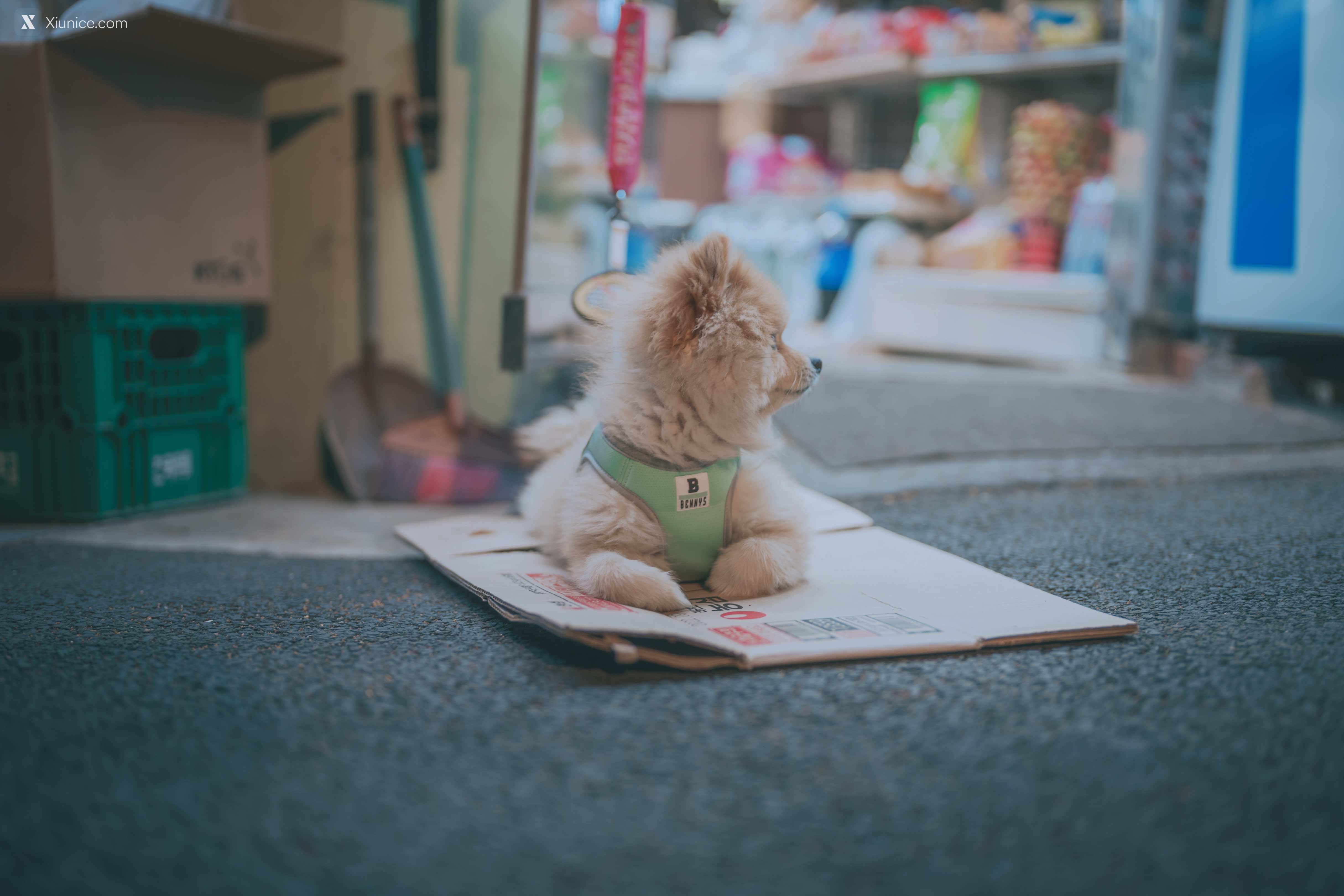 DJAWA Photo – Mimmi (밈미) – Your Panties 4K