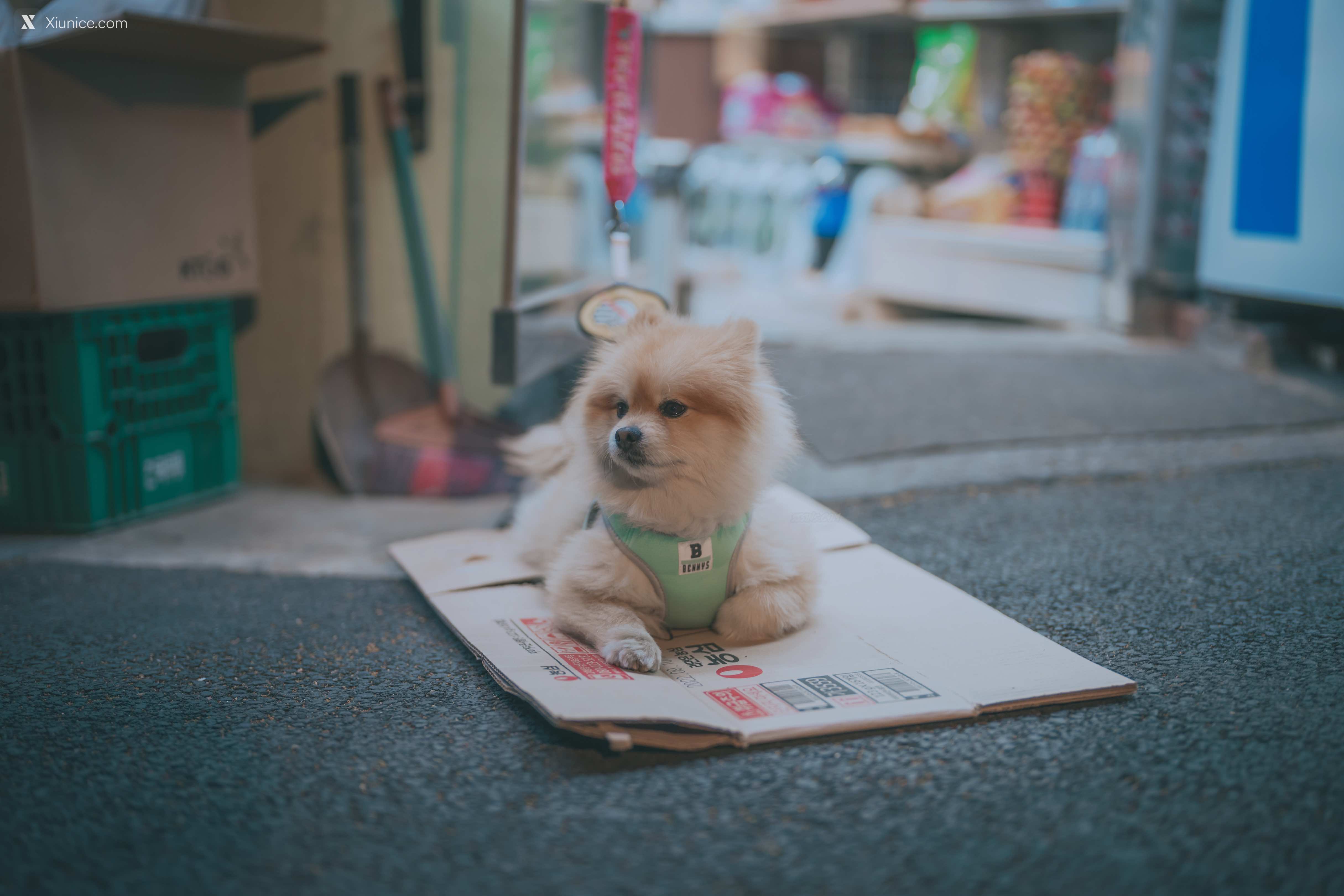 DJAWA Photo – Mimmi (밈미) – Your Panties 4K