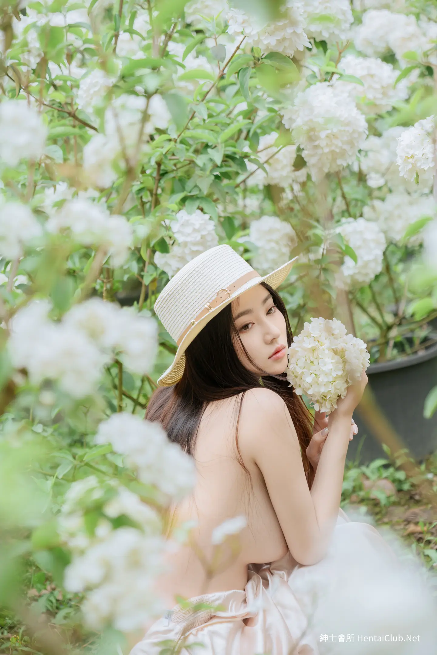 年年 木绣球 3 年年 木绣球