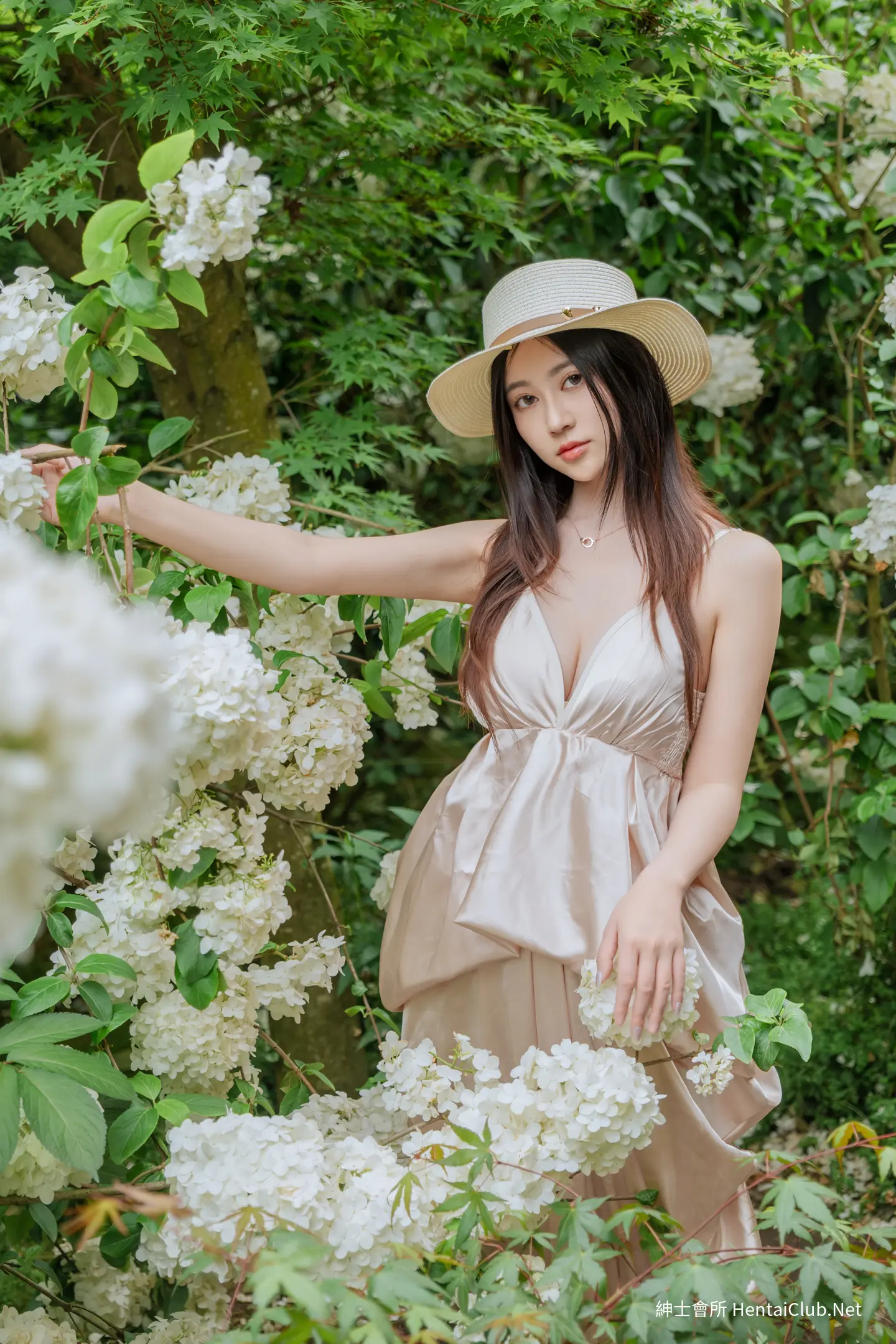 年年 木绣球 9 年年 木绣球