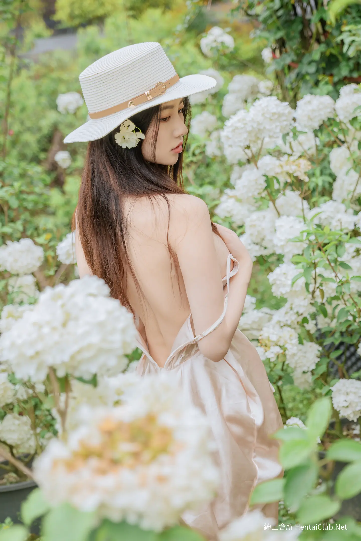 年年 木绣球 11 年年 木绣球