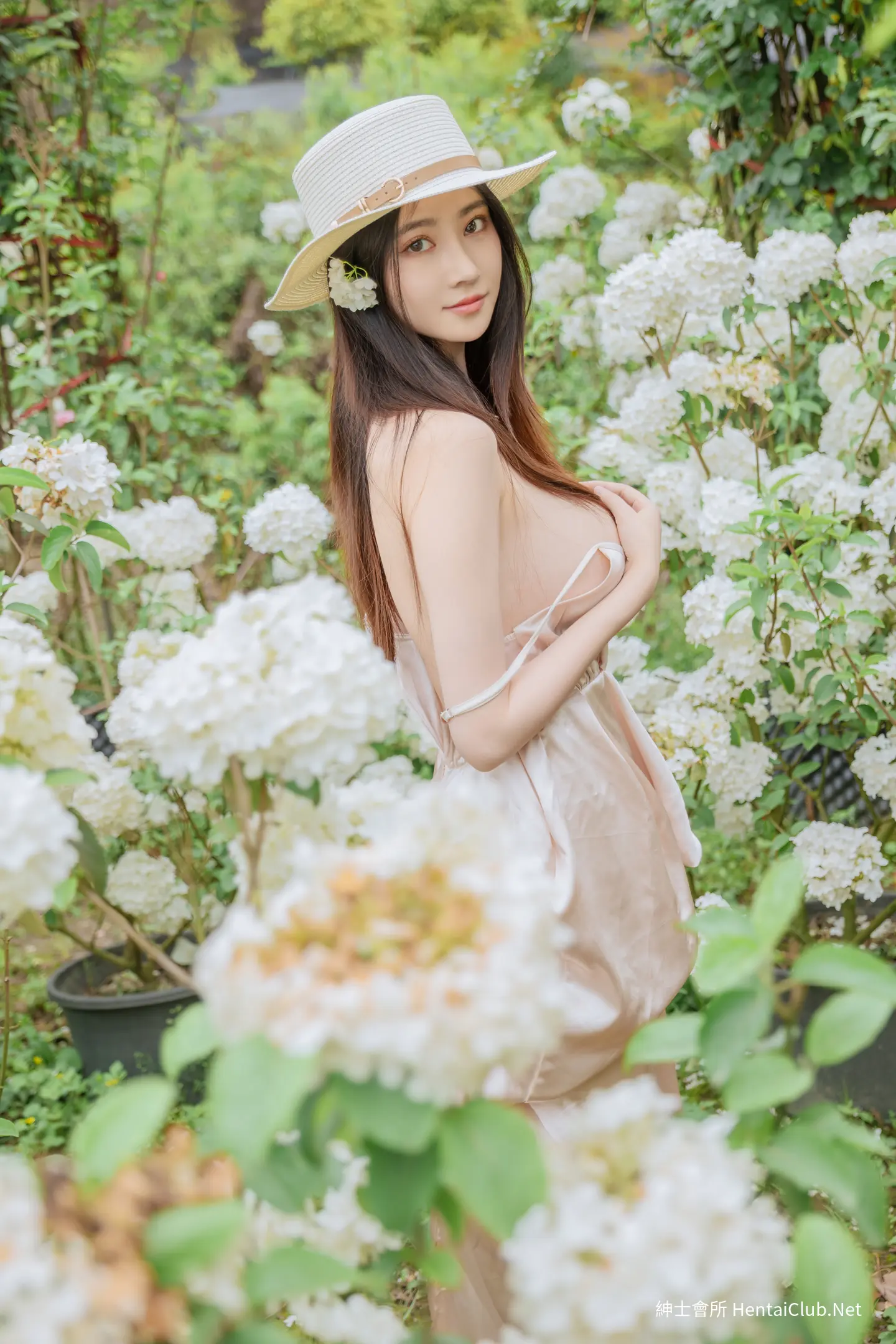 年年 木绣球 16 年年 木绣球