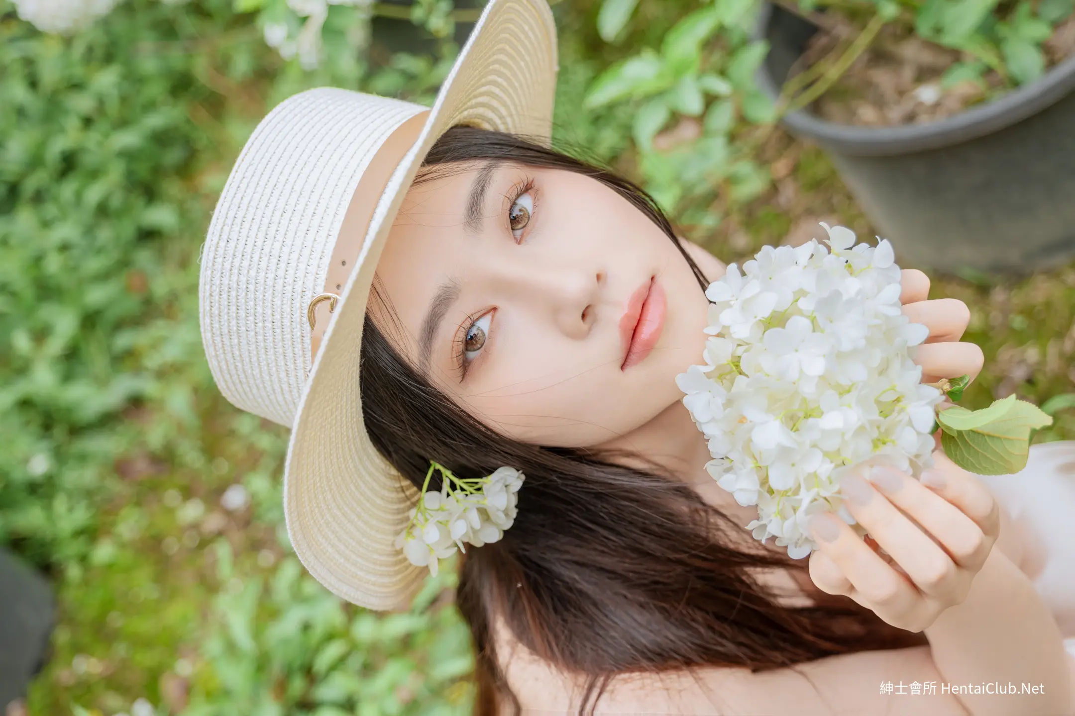年年 木绣球 19 年年 木绣球