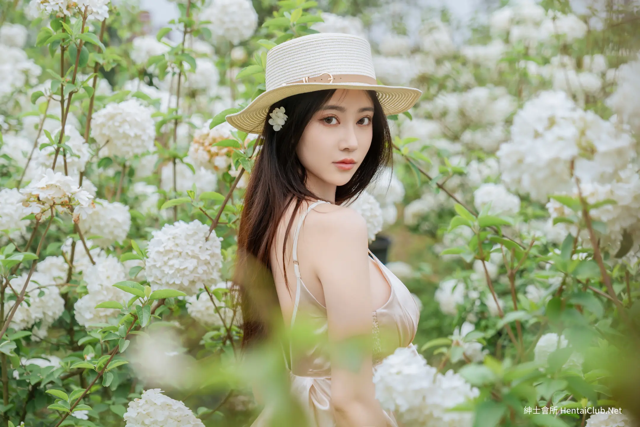 年年 木绣球 22 年年 木绣球