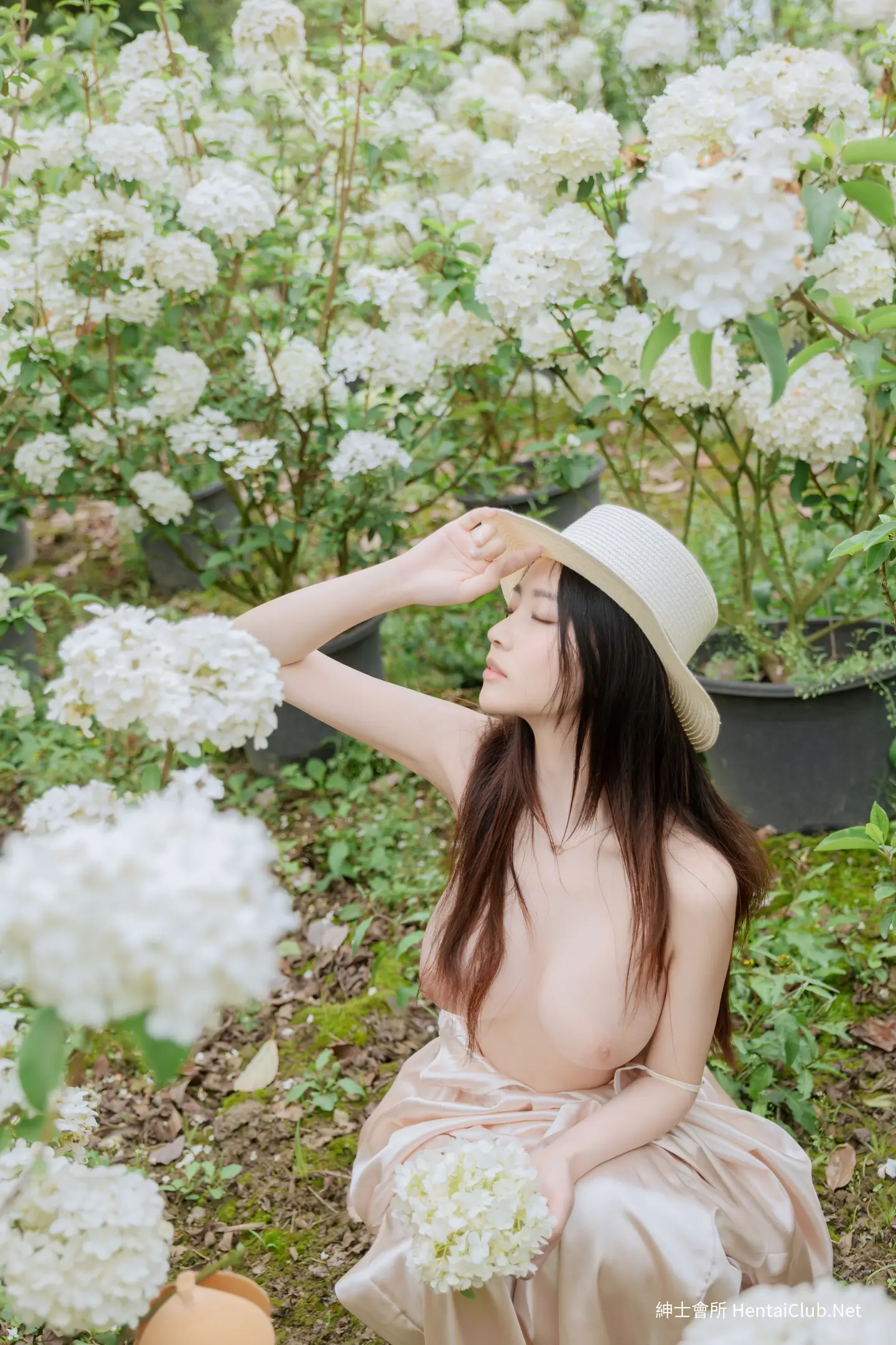 年年 木绣球 28 年年 木绣球
