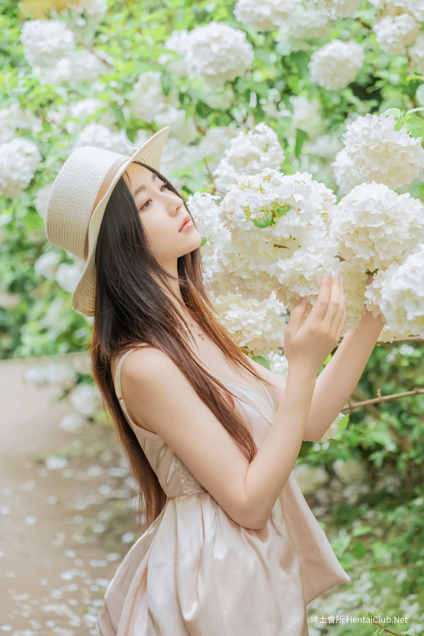 年年 木绣球 32 年年 木绣球