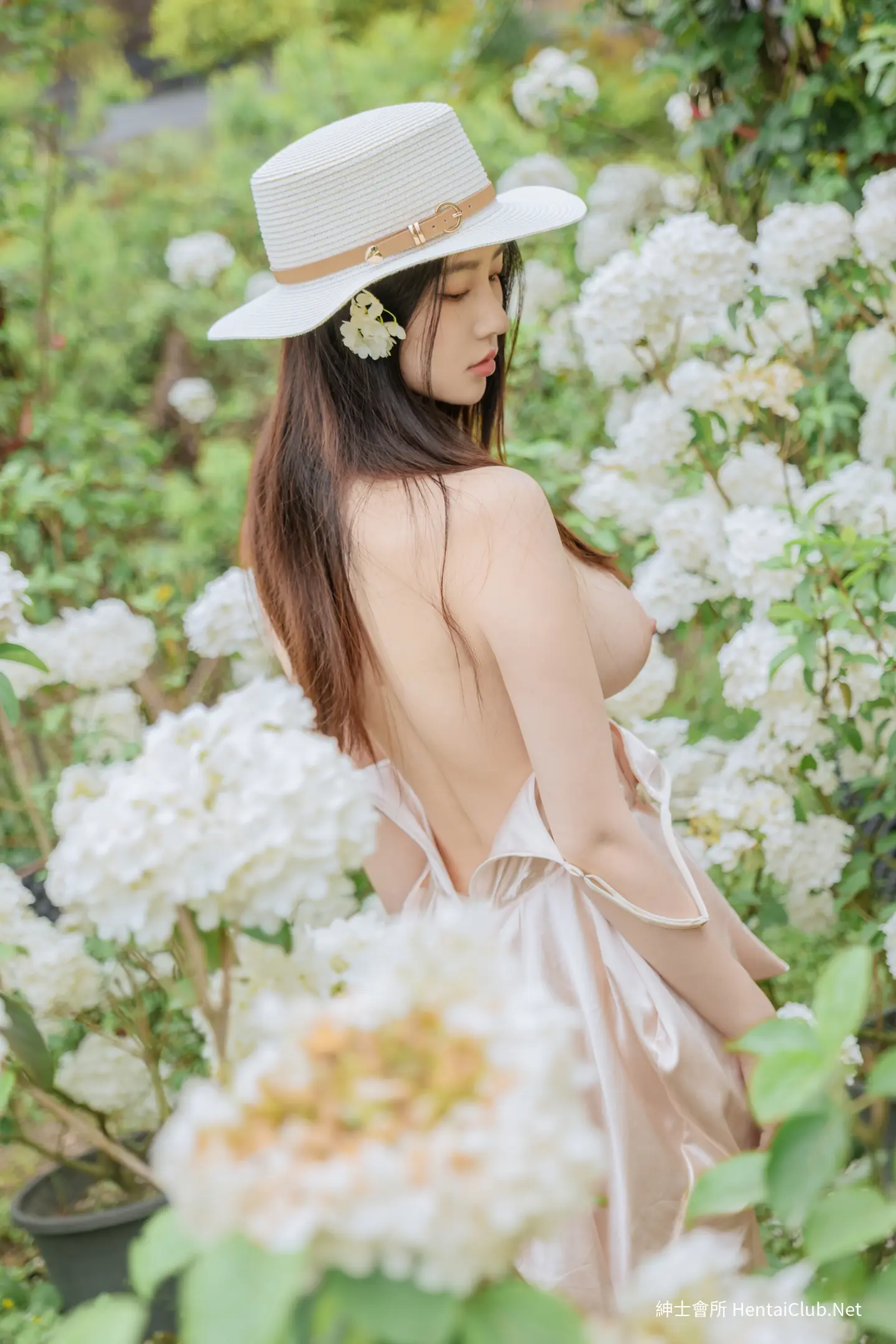 年年 木绣球 33 年年 木绣球