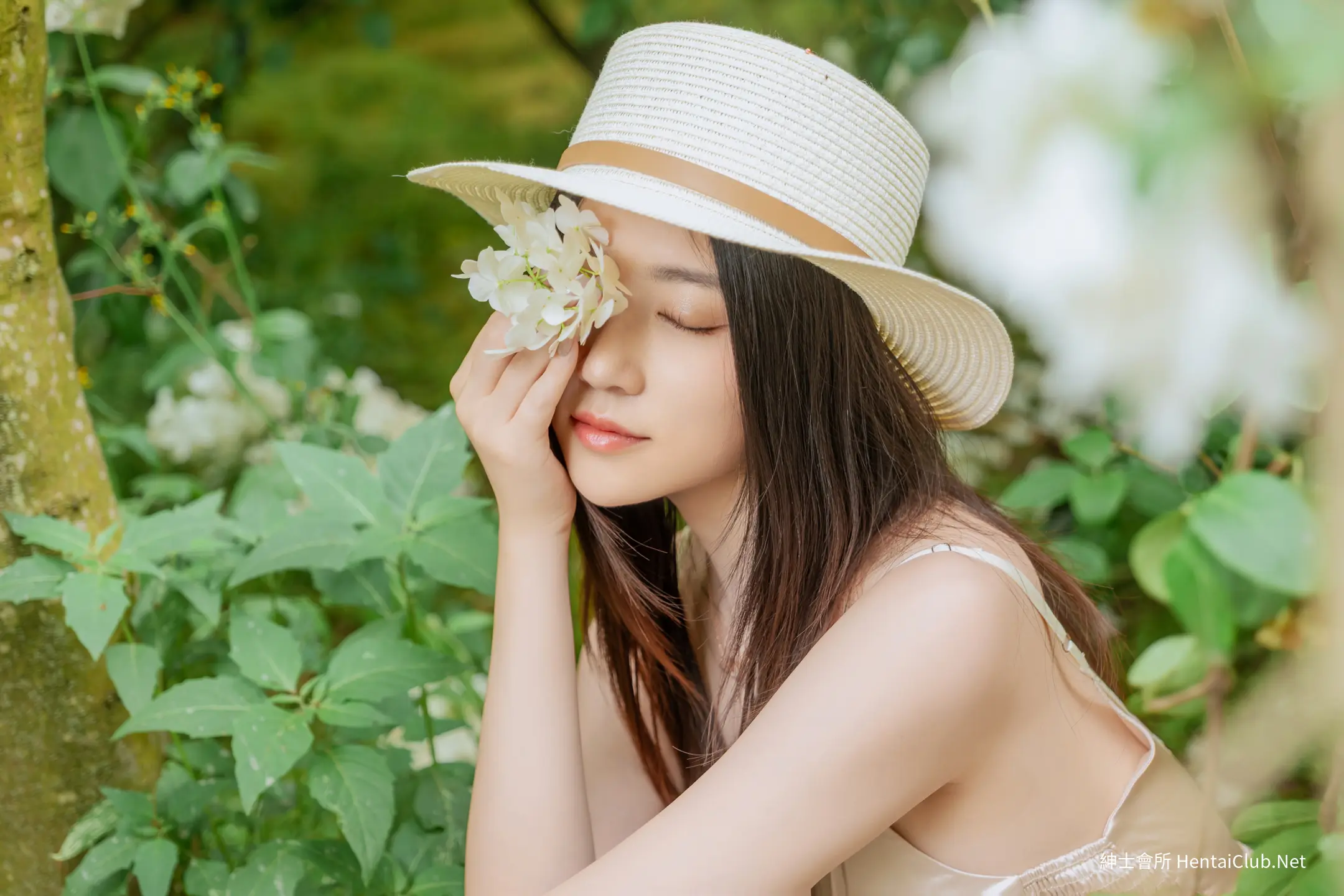 年年 木绣球 39 年年 木绣球