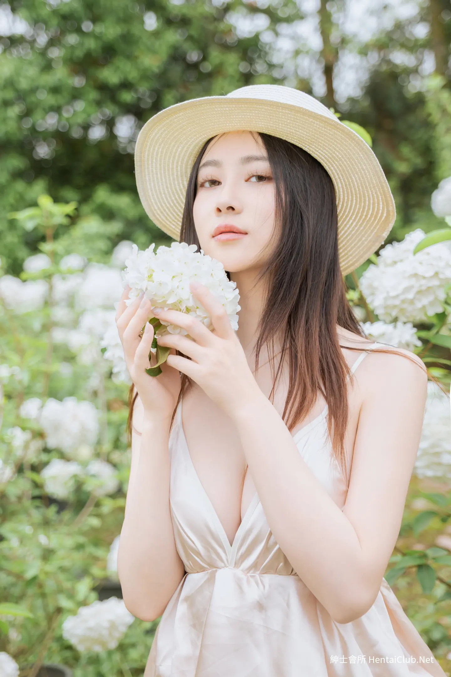 年年 木绣球 41 年年 木绣球