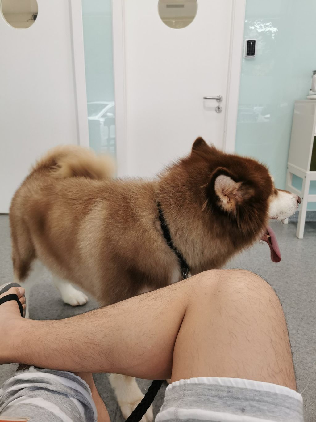 酒月： 极品巨乳 人前露出私拍