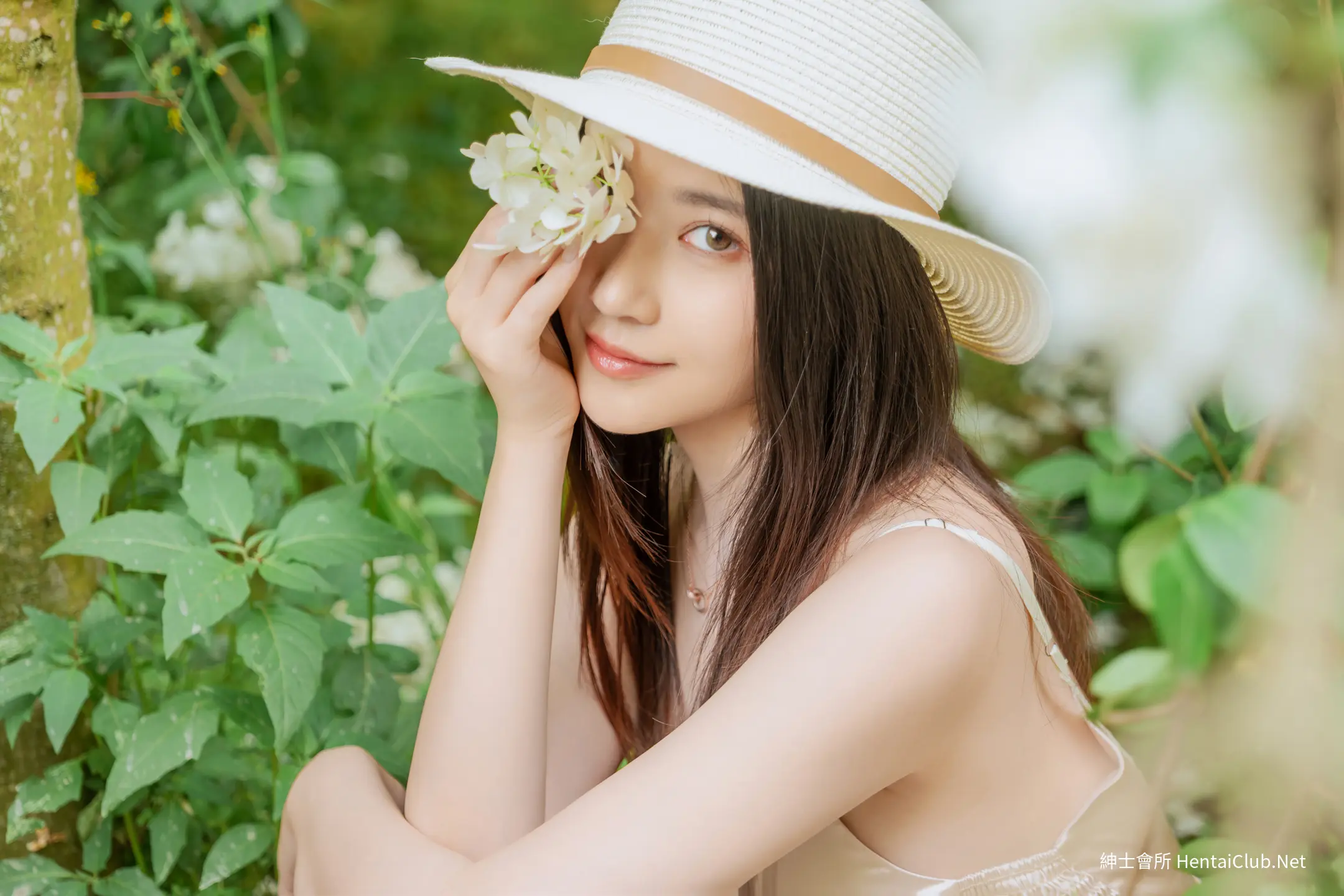 年年 木绣球 53 年年 木绣球