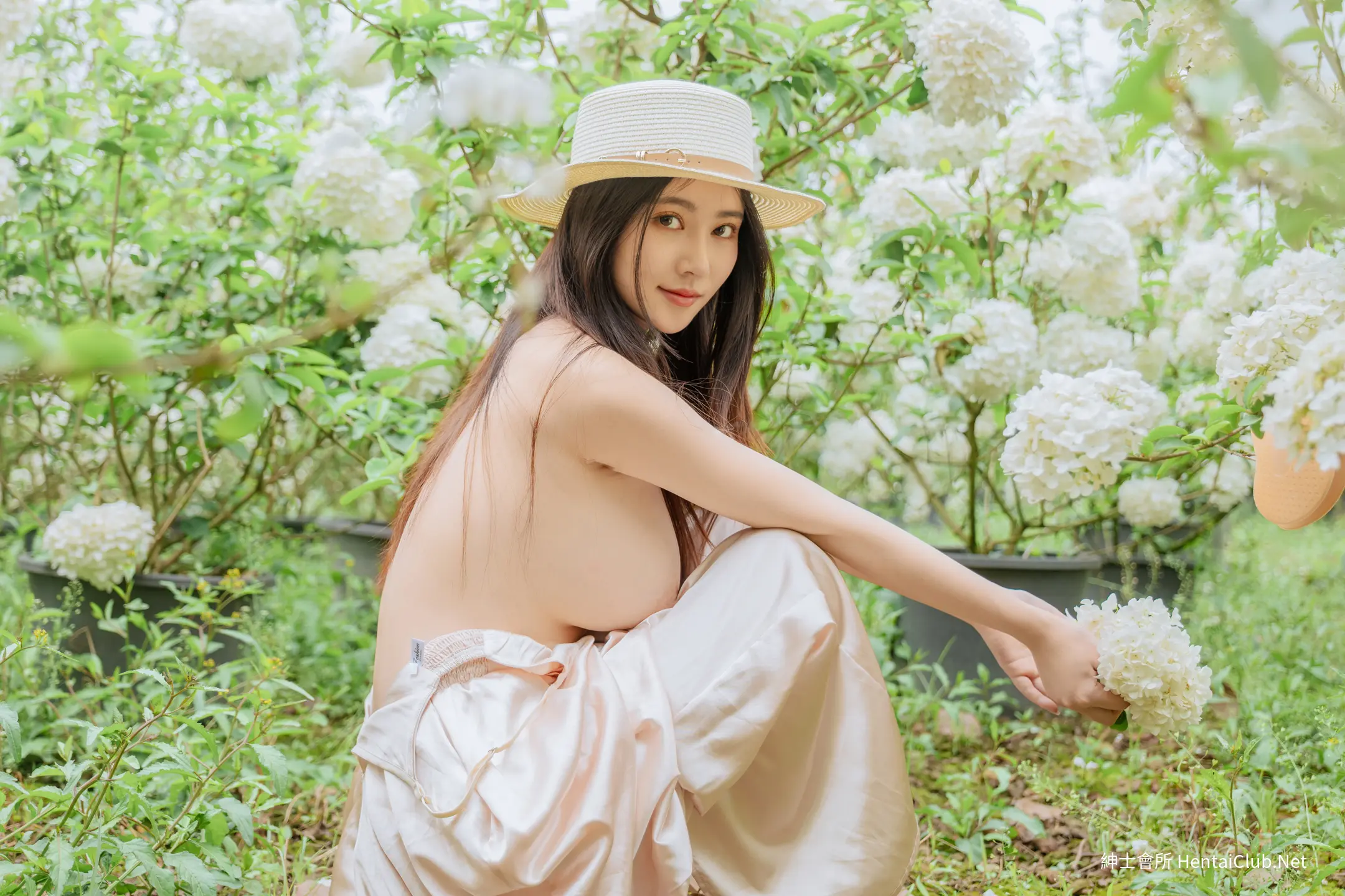 年年 木绣球 55 年年 木绣球