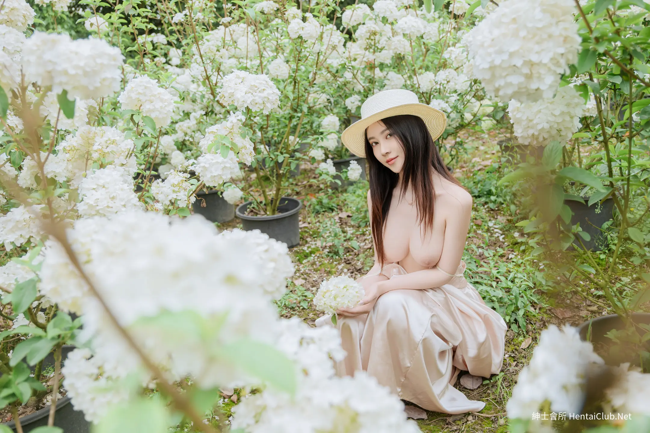 年年 木绣球 56 年年 木绣球