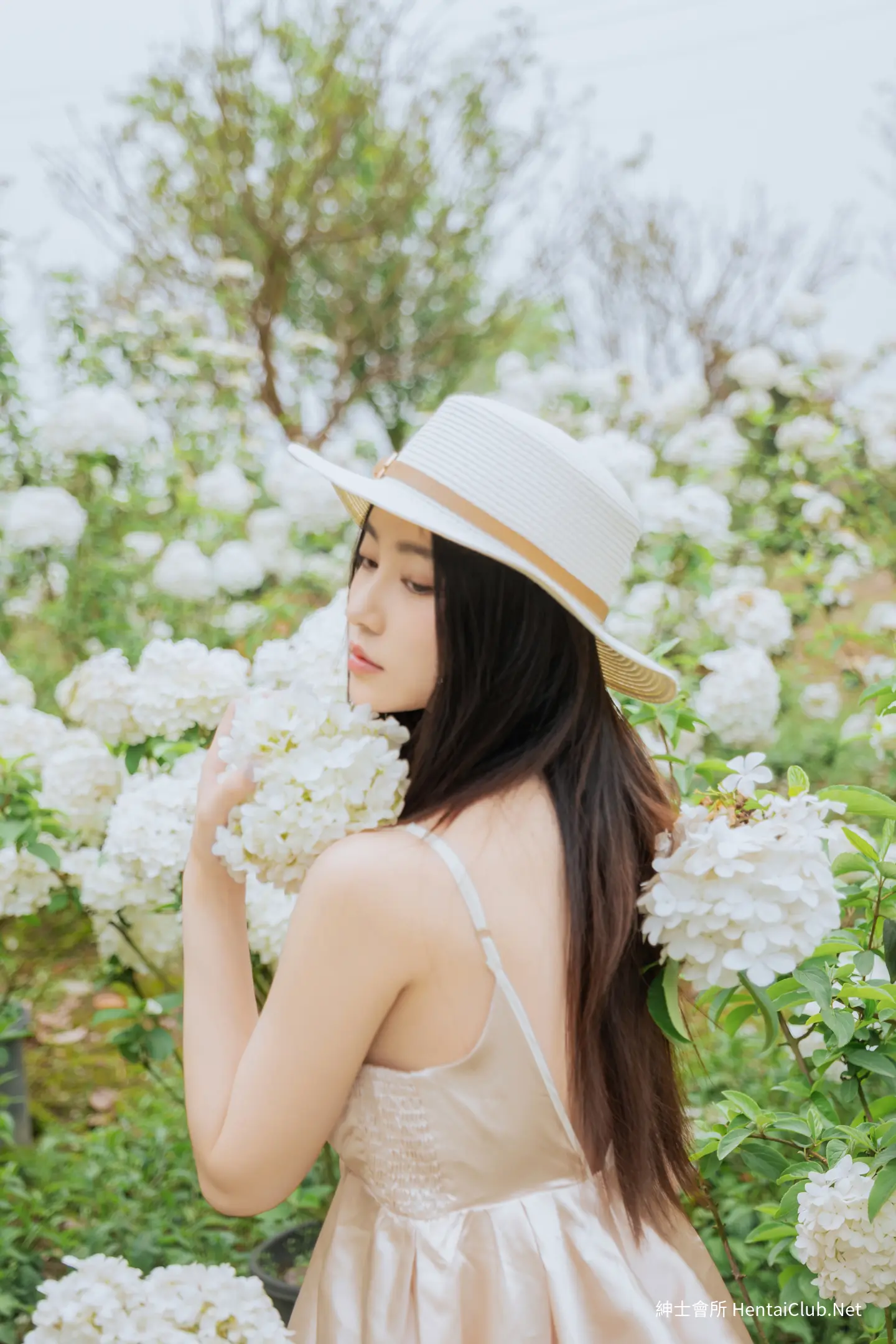 年年 木绣球 61 年年 木绣球