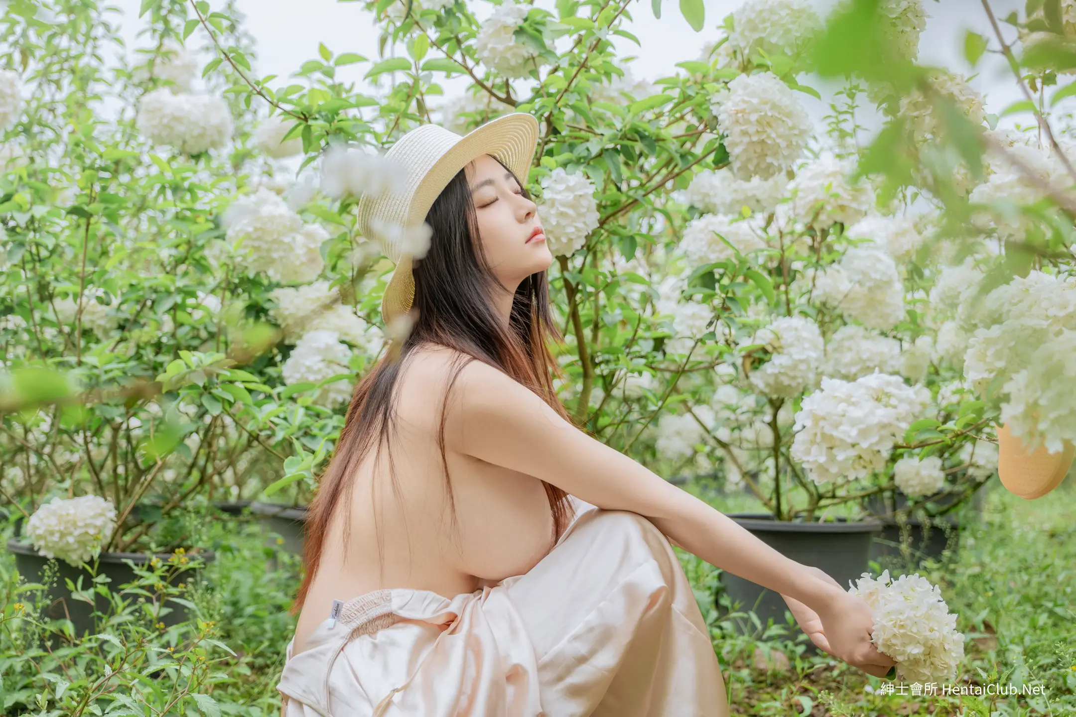 年年 木绣球 67 年年 木绣球