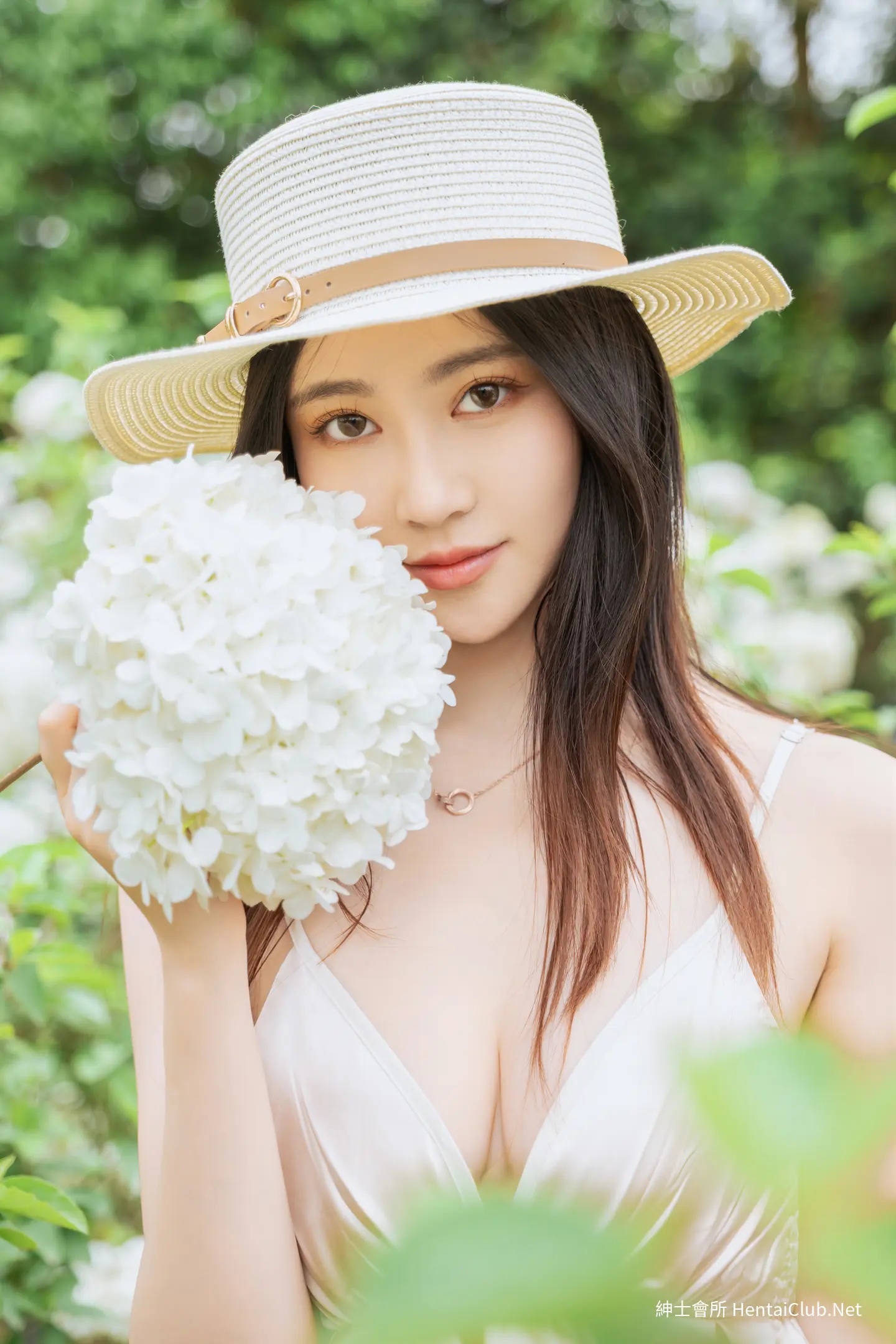 年年 木绣球 78 年年 木绣球
