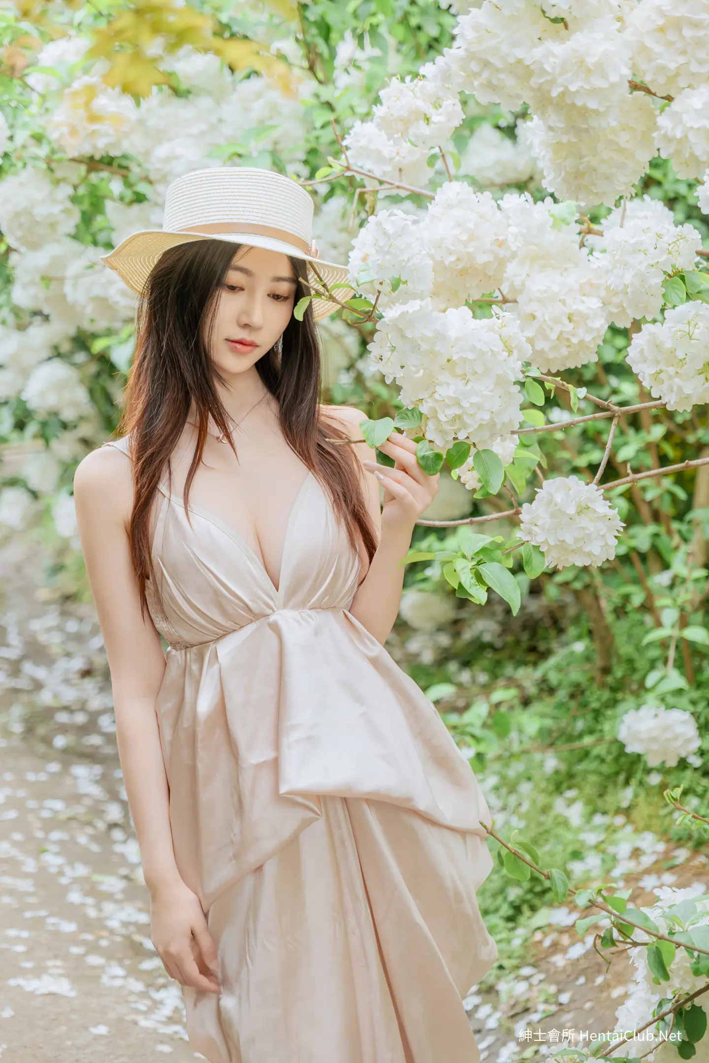 年年 木绣球 80 年年 木绣球