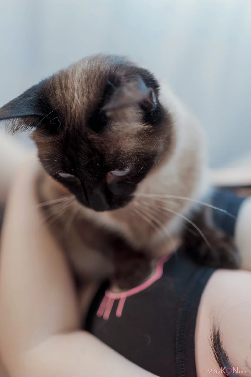 Coser@阿半今天很开心: 碧蓝航线 大凤猫猫 9 Coser@阿半今天很开心: 碧蓝航线 大凤猫猫