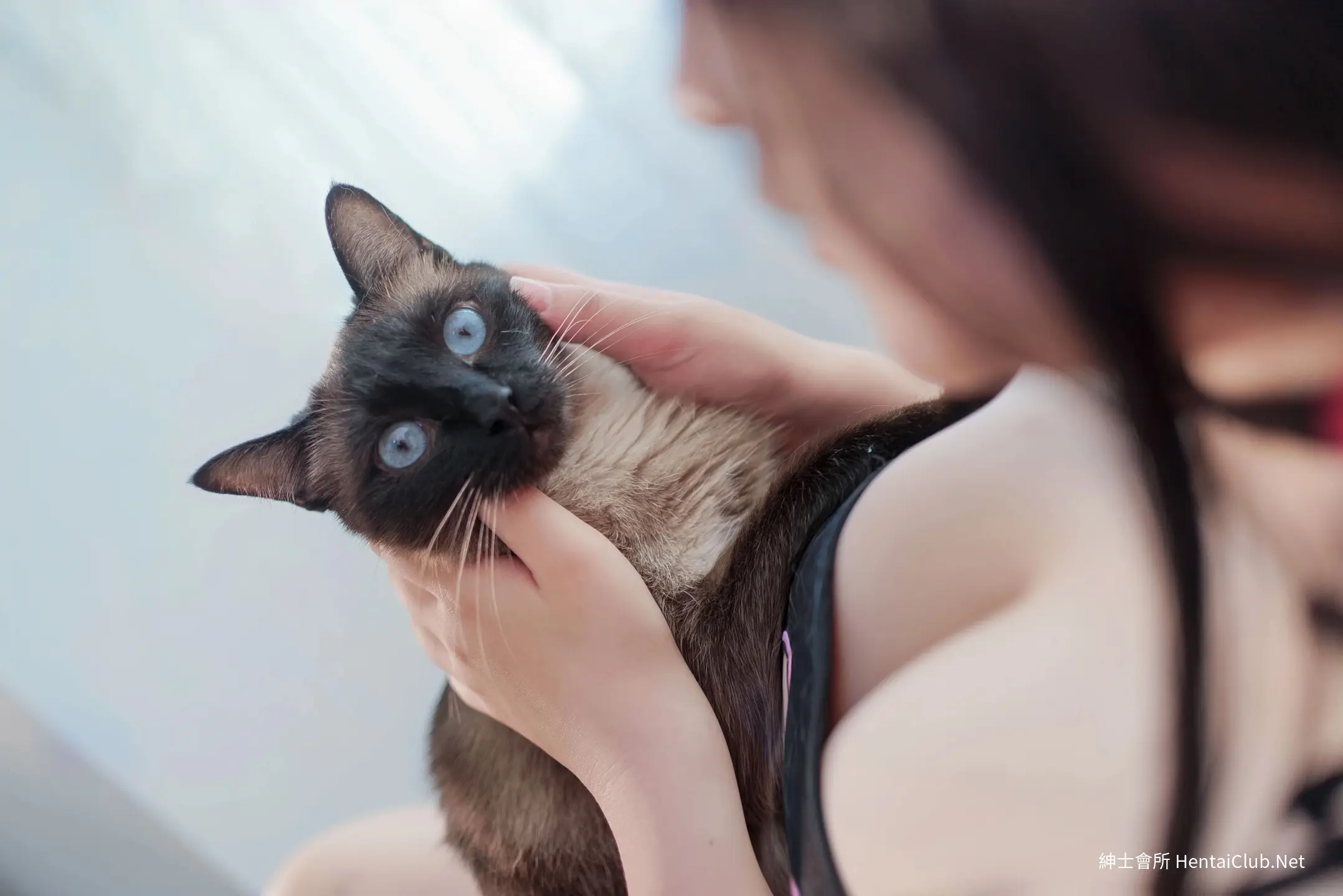 阿半今天很开心 碧蓝航线 大凤 猫猫 19 阿半今天很开心 碧蓝航线 大凤 猫猫